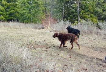 Trail Cameras, photo 6