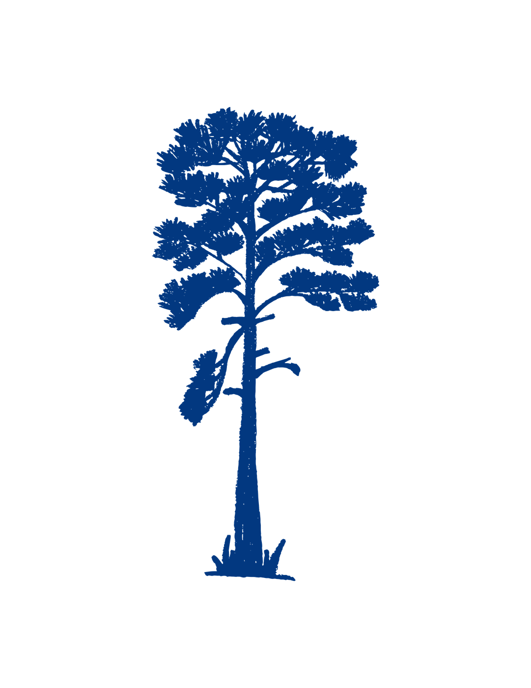 Ponderosa Pine membership level tree illustration