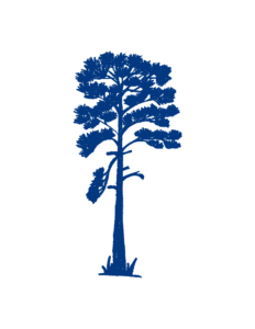 Ponderosa Pine membership level tree illustration