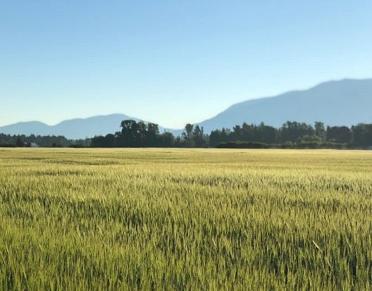 Wheat field