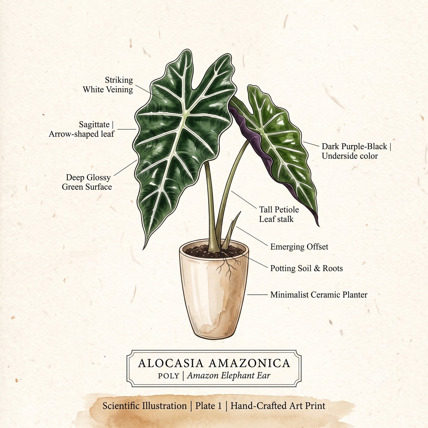 Alocasia