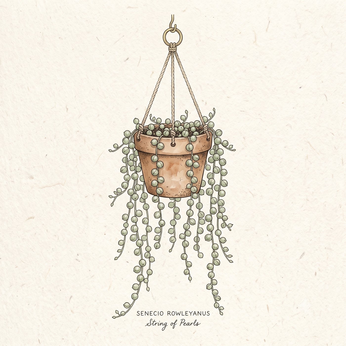 String of Pearls